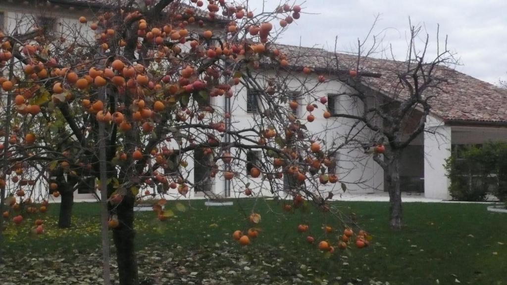 Caspineda Agriturismo Montebelluna Buitenkant foto